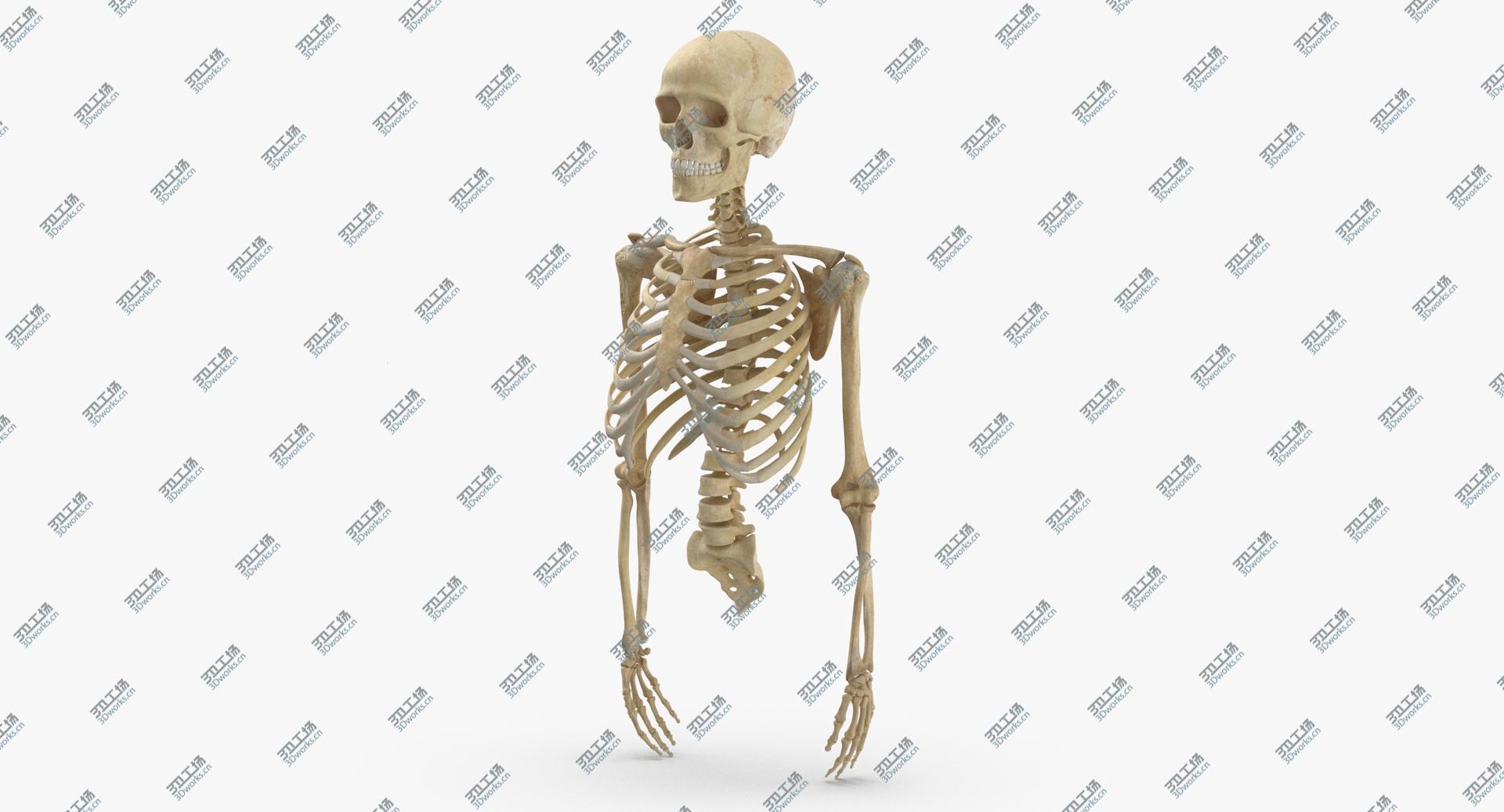 images/goods_img/20210319/Real Human Rib Cage Spine Male Skull Calvicle Scapula and Arms Bones Anatomy 01 3D/5.jpg